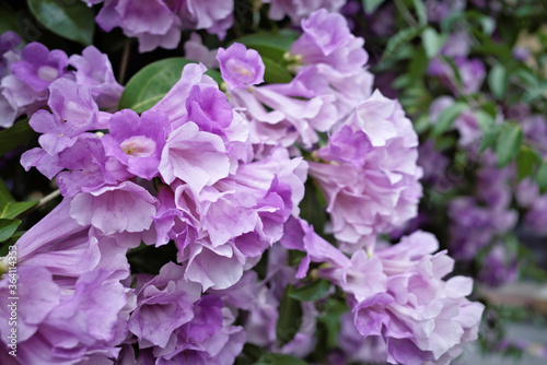 Beautiful full blooming of climbing purple blossom calls garlic vine (Ajo Sacha) or false garlic plant (Mansoa alliacea ,Mansoa hymenaea) ,which is tropical liana in family Bignoniaceae  photo