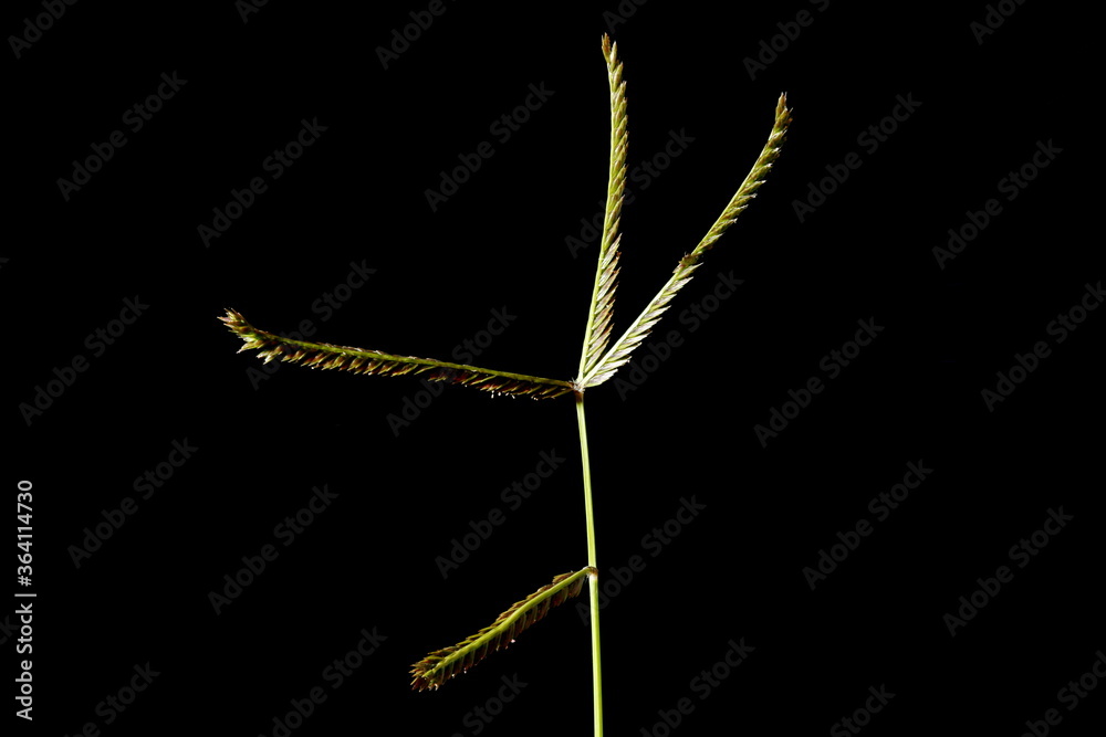 Yard Grass (Eleusine indica). Inflorescence Closeup Yard Grass (Eleusine indica). Inflorescence Closeup