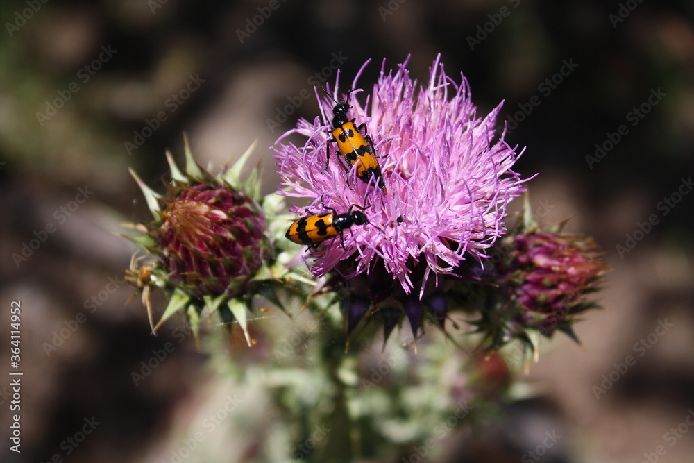 Close up of beetles above a thistle flower Close up of beetles above a thistle flower