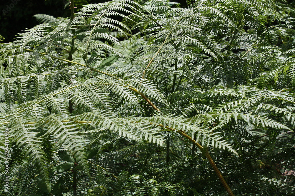 Close up of fern leaves