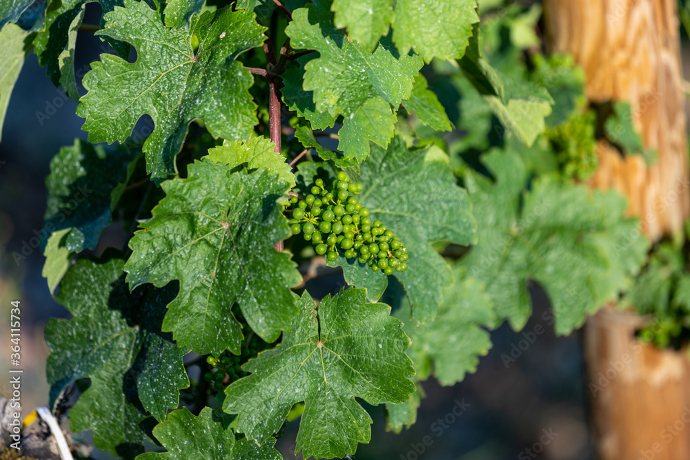 Close-up of flowering wine grapes with green leaves Close-up of flowering wine grapes with green leaves