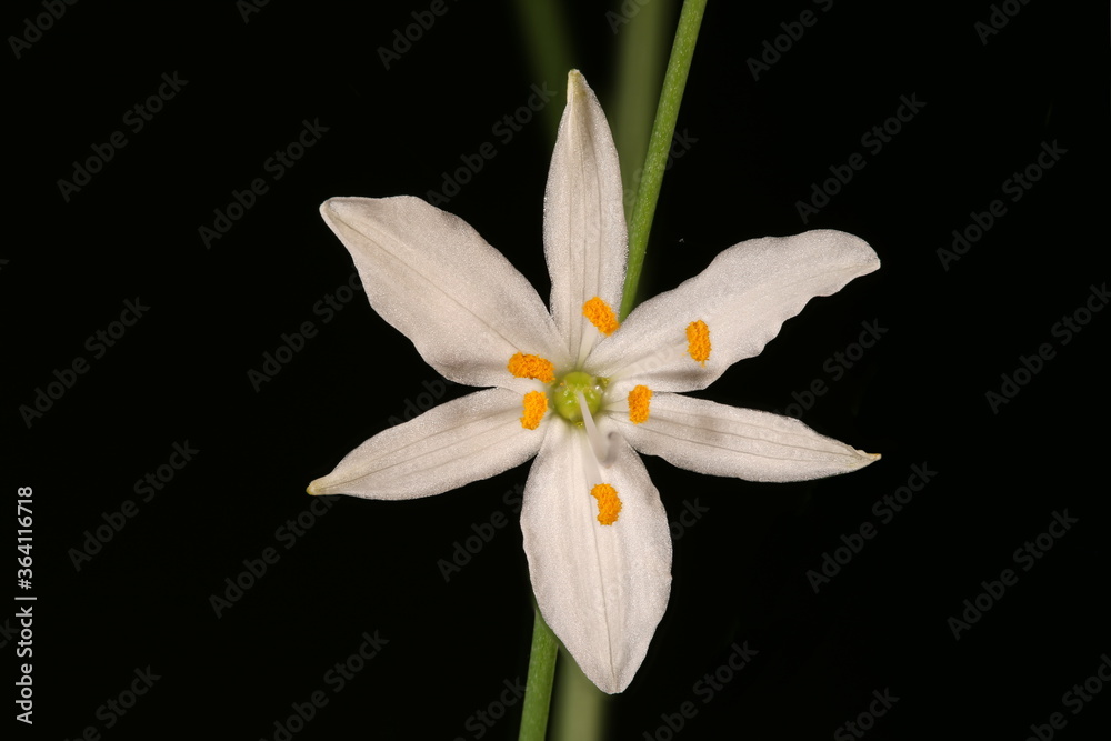 Obraz premium Branched St. Bernard's-Lily (Anthericum ramosum). Flower Closeup