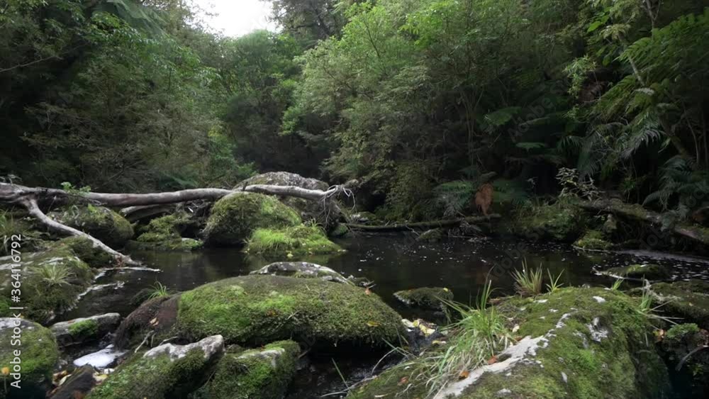Beautiful Creek in Rain Forest with Fallen Street and Mossy Rocks Beautiful Creek in Rain Forest with Fallen Street and Mossy Rocks