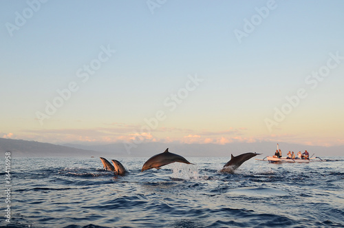 Dolphin watching during the sunrise time at Sanur, Bali. Lovina beach is one of Spectacular beach with Dolphin habitat and place for Watching dolphins.