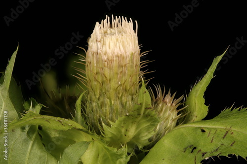 Cabbage Thistle (Cirsium oleraceum). Young Capitulum Closeup photo