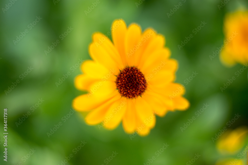 Natural background where focus is soft. Macro shot. Calendula officinalis Natural background where focus is soft. Macro shot. Calendula officinalis