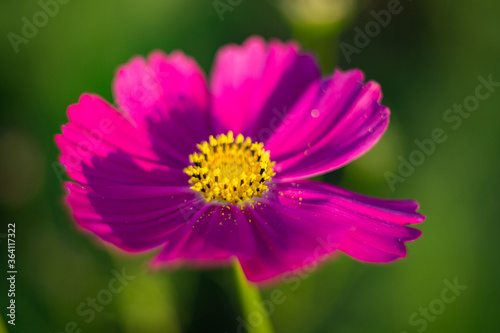 Natural background where focus is soft. Macro shot. Garden cosmos. Cosmos bipinnatus