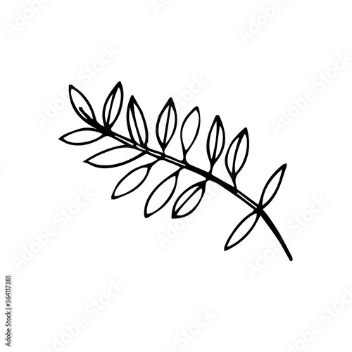 Fototapeta Naklejka Na Ścianę i Meble -  Hand-drawn image of acacia branches. Black and white vector image. Idea for logo, illustration, design. Isolated on white background

