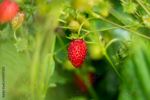 Natural background where focus is soft. Macro shot. Fragaria vesca. Wild Strawberries