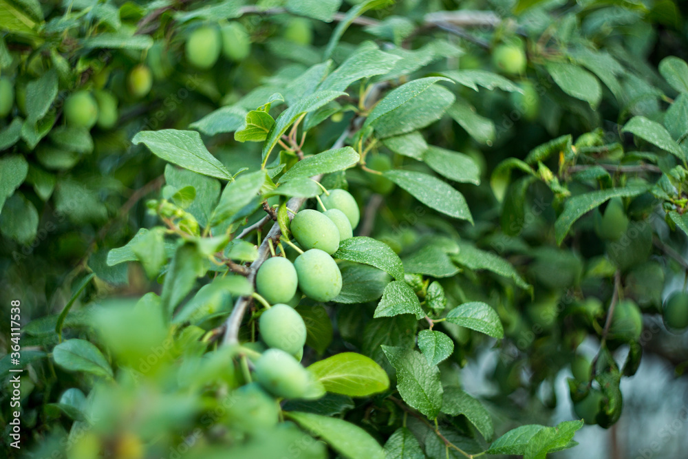 Green plums. Natural background where focus is soft. Macro shot. Green fruits of prunes on a tree