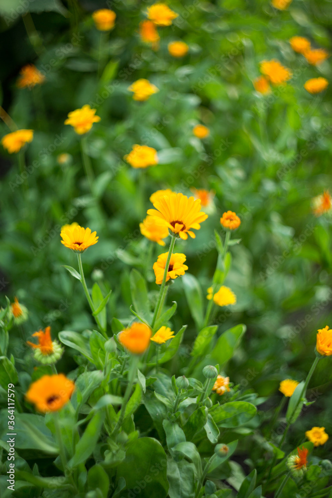 Natural background where focus is soft. Macro shot. Calendula officinalis Natural background where focus is soft. Macro shot. Calendula officinalis