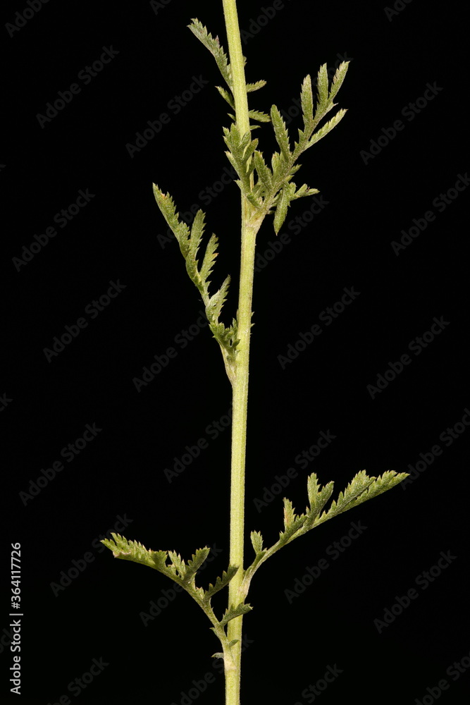 Naklejka premium Yellow Chamomile (Cota tinctoria). Stem and Leaves Closeup