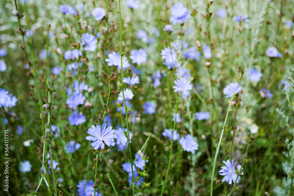 Blue chicory flowers on a summer meadow, closeup.  Medicinal herbs.