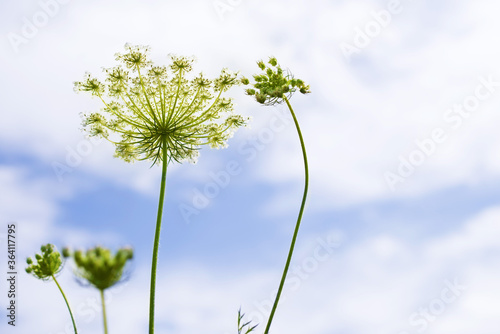 White flowering plant on blue sky background. Meadow grass. Caraway, meridian fennel, Persian cumin, Carum carvi © isavira