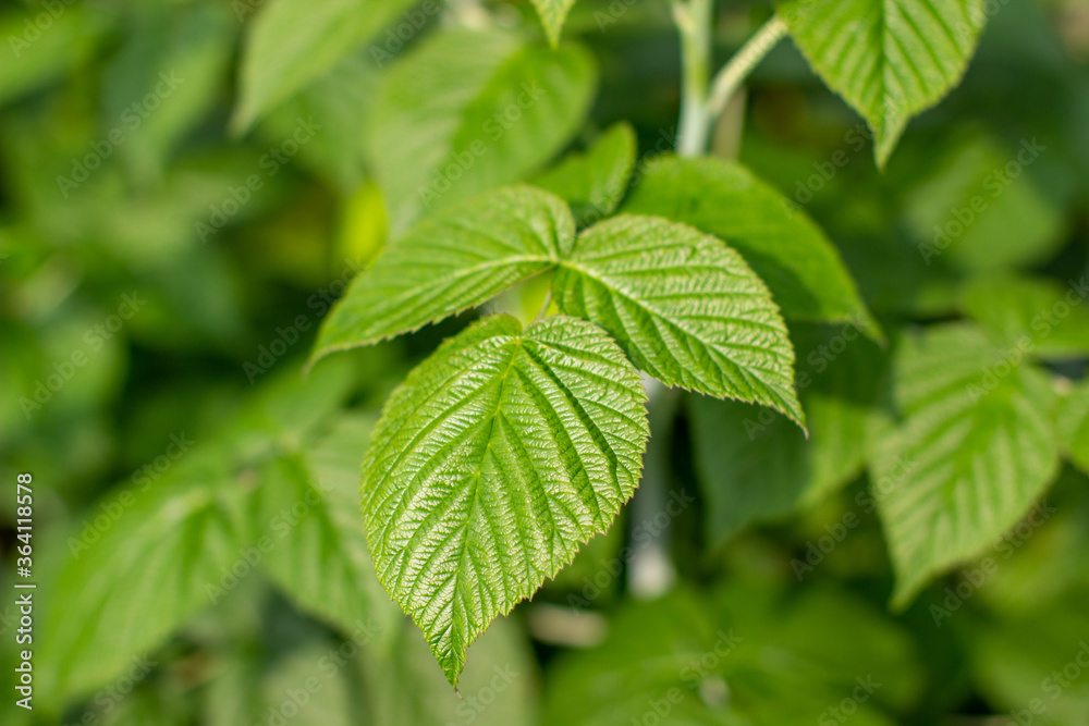 Green raspberry leaf in the garden. Ripe raspberries Green raspberry leaf in the garden. Ripe raspberries
