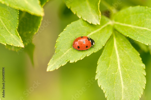 Close upp from a red ladybug on a leaf outside photo made in the spring in Weert the Netherlands