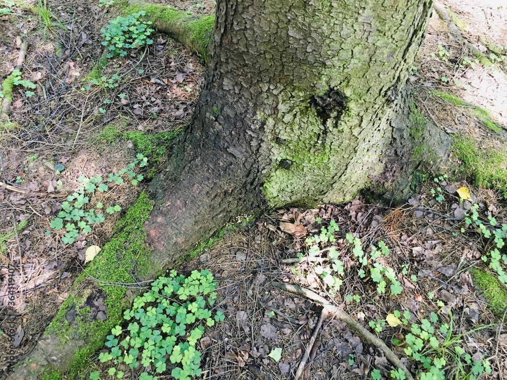 moss on the tree moss on the tree