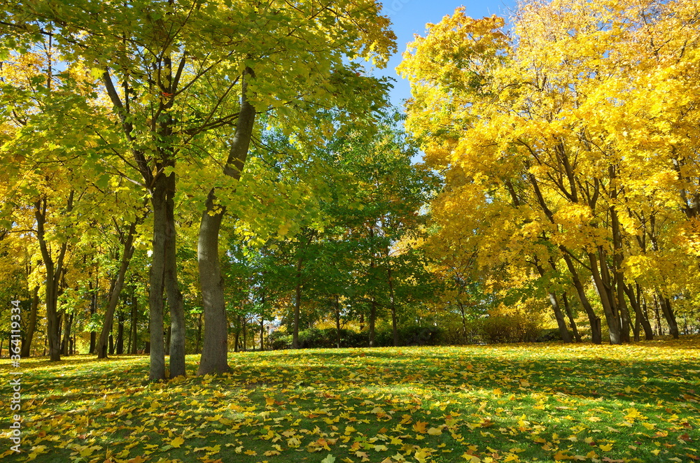 Naklejka premium Autumn Park on a Sunny day