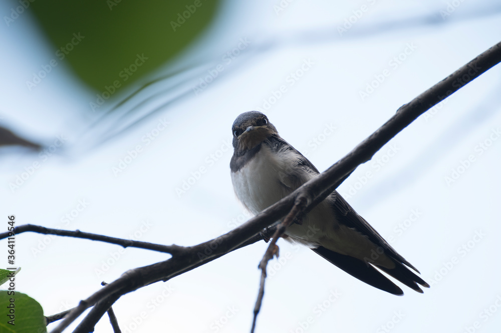 Fototapeta premium close up photo of a baby swallow bird sitting on a tree branch waiting to feed against a blue sky