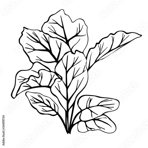 Hand-drawn image of beet leaves. Black and white image isolated on a white background. Idea for poster, print, children's 