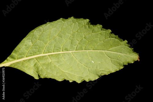 Indian Pokeweed (Phytolacca acinosa). Leaf Closeup photo