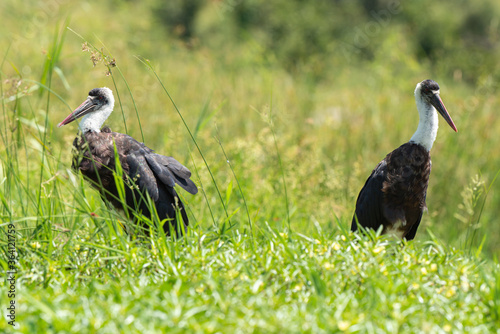 Cigogne épiscopale,.Ciconia episcopus, Woolly necked Stork, Afrique du Sud photo