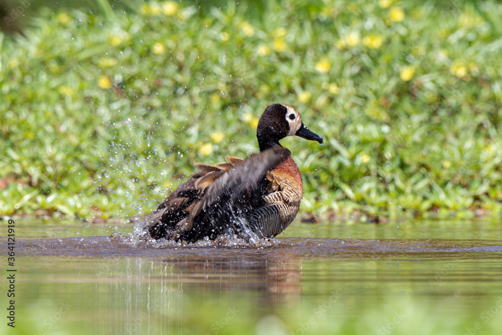 Fototapeta premium Dendrocygne veuf,.Dendrocygna viduata, White faced Whistling Duck