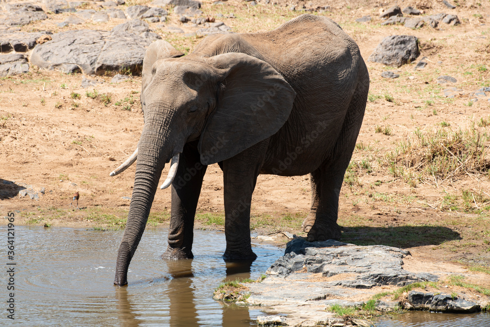 Fototapeta premium Eléphant d'Afrique, Loxodonta africana, Parc national Kruger, Afrique du Sud