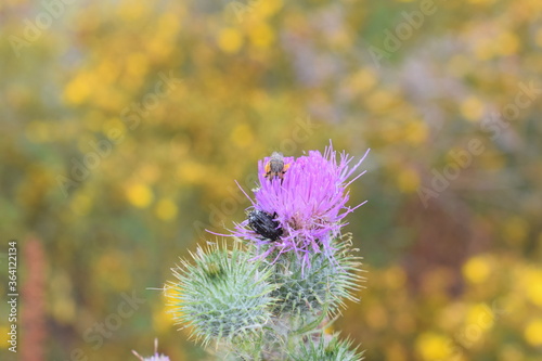 Hummel auf Diestelblüte photo