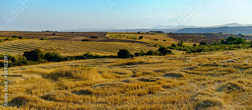 summer panoramic landscape with fields of wheat and rye