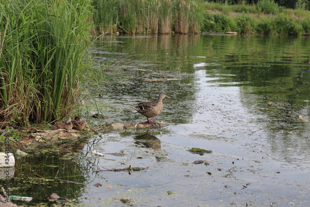 Naklejka premium Duck with ducklings sit on a tree trunk lying in the lake