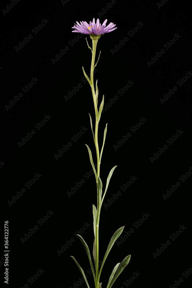 Alpine Aster (Aster alpinus). Habit Alpine Aster (Aster alpinus). Habit