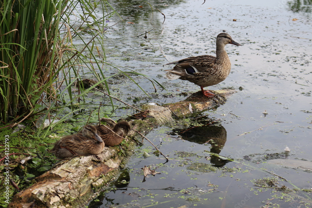 Wild duck with grown-up ducklings sit on a log that lies in the water
Wild duck with grown-up ducklings sit on a log that lies in the water