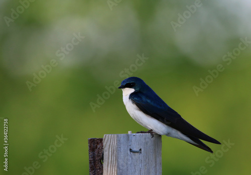A Tree Swallow (Tachycineta bicolor) sitting on a post on green.  Shot in Ontario, Canada. © Chris Hill