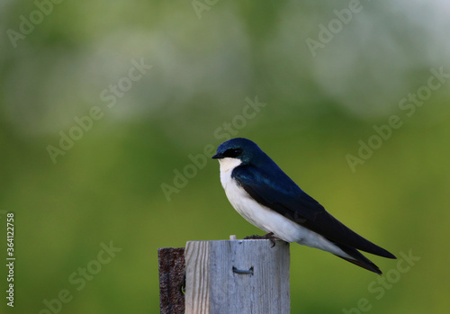 A Tree Swallow (Tachycineta bicolor) sitting on a post on green. Shot in Ontario, Canada.