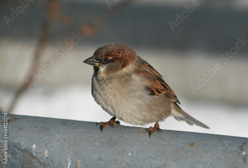House sparrow (Passer domesticus) in Belarus © adventure