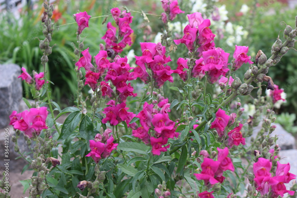 Pink antirrinum blooms in the garden in summer
Pink antirrinum blooms in the garden in summer