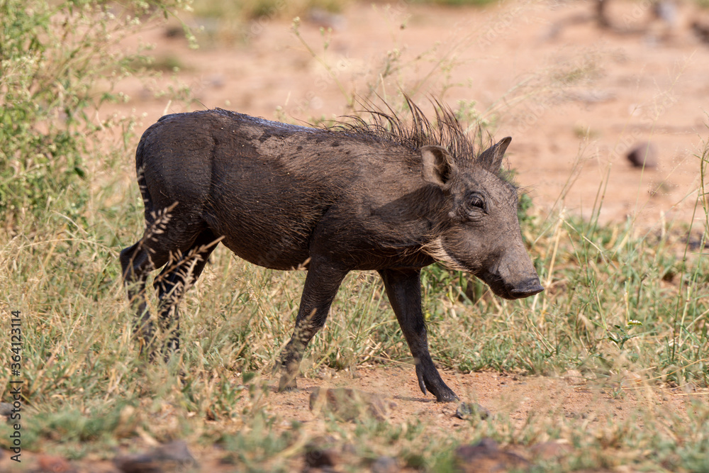 Phacochère commun, Phacochoerus africanus, Afrique du Sud Phacochère commun, Phacochoerus africanus, Afrique du Sud