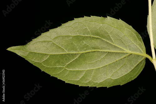 Mock-Orange (Philadelphus coronarius). Leaf Closeup