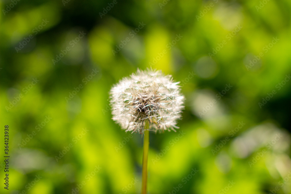 White dandelions close-up on a green background. White dandelions close-up on a green background.