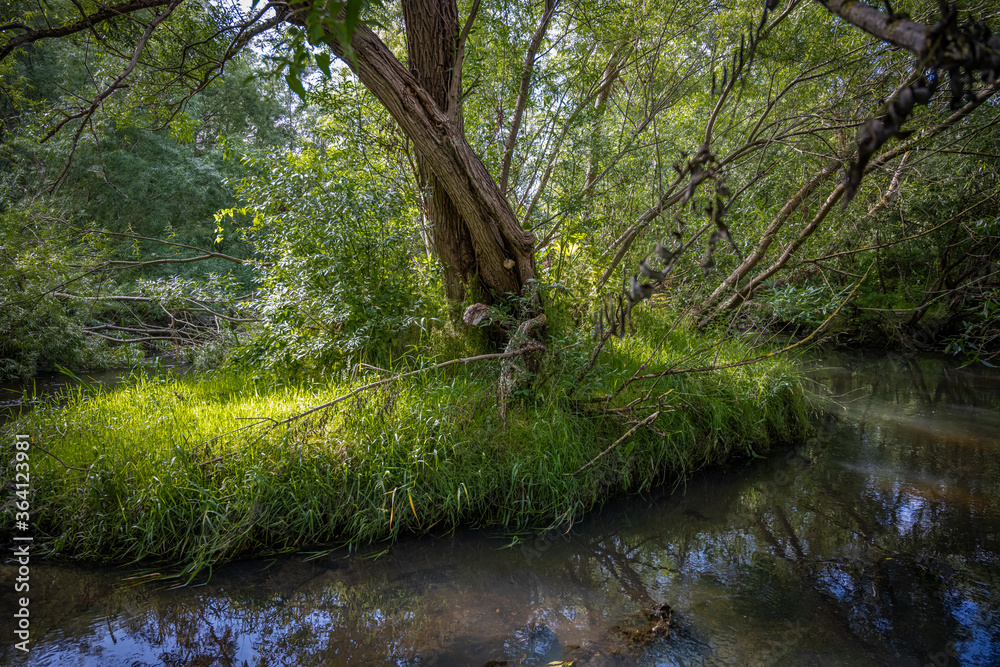 Fototapeta premium Beautiful murky river floating through a lush, green area. Reflections from trees. All green picture.