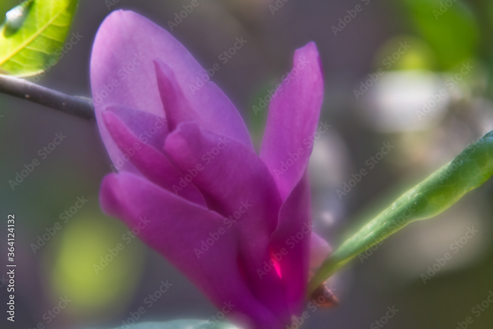 close up of a purple magnolia flower, ohoto made in Weert the Netherlands
