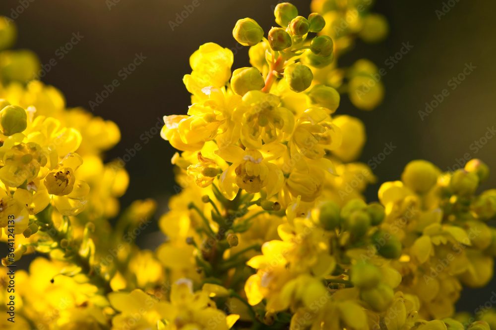 Mahonia media charity yellow flowers macro photo made in Weert the Netherlands Mahonia media charity yellow flowers macro photo made in Weert the Netherlands
