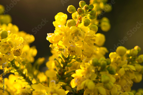 Mahonia media charity yellow flowers macro photo made in Weert the Netherlands