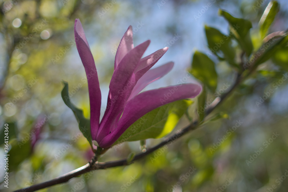 Pink magnolia flower in the spring photo made in Weert the Netherlands Pink magnolia flower in the spring photo made in Weert the Netherlands
