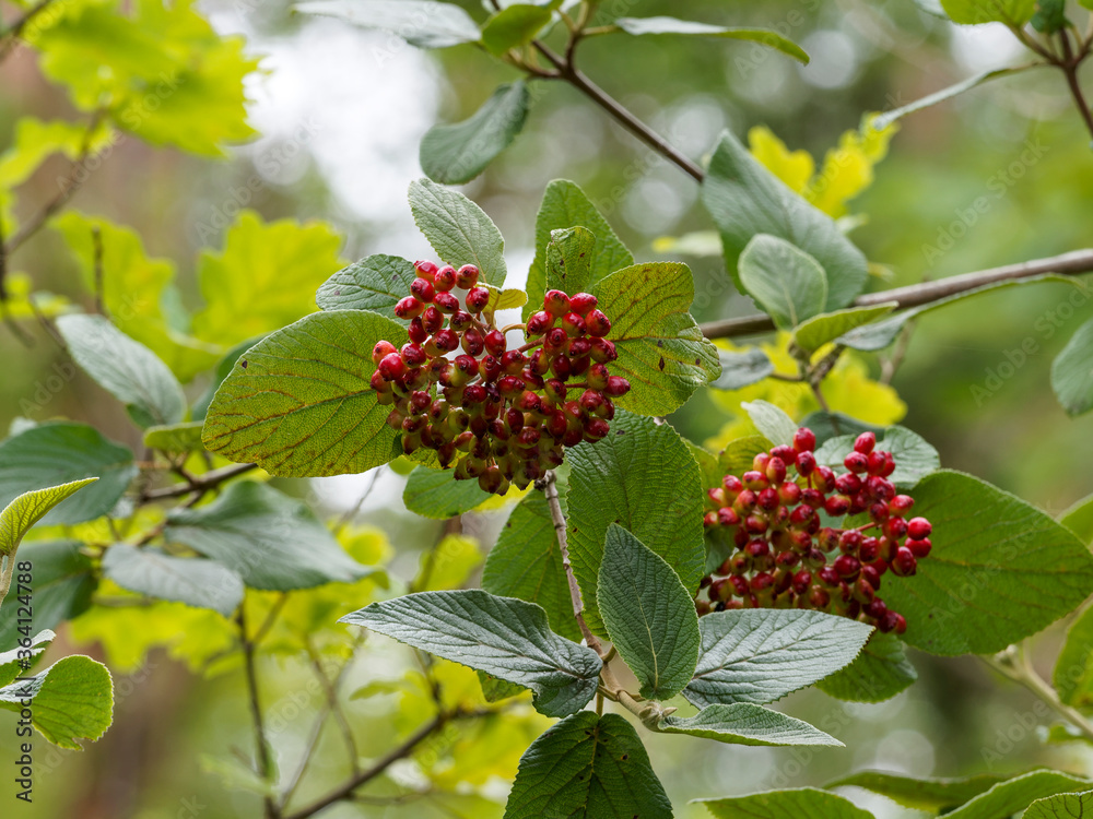 (Viburnum lantana) Der Wolliger Schneeball oder Schlingstrauch, Ziergehölz mit wundervoller Fruchtschmuck ab Juli (Viburnum lantana) Der Wolliger Schneeball oder Schlingstrauch, Ziergehölz mit wundervoller Fruchtschmuck ab Juli