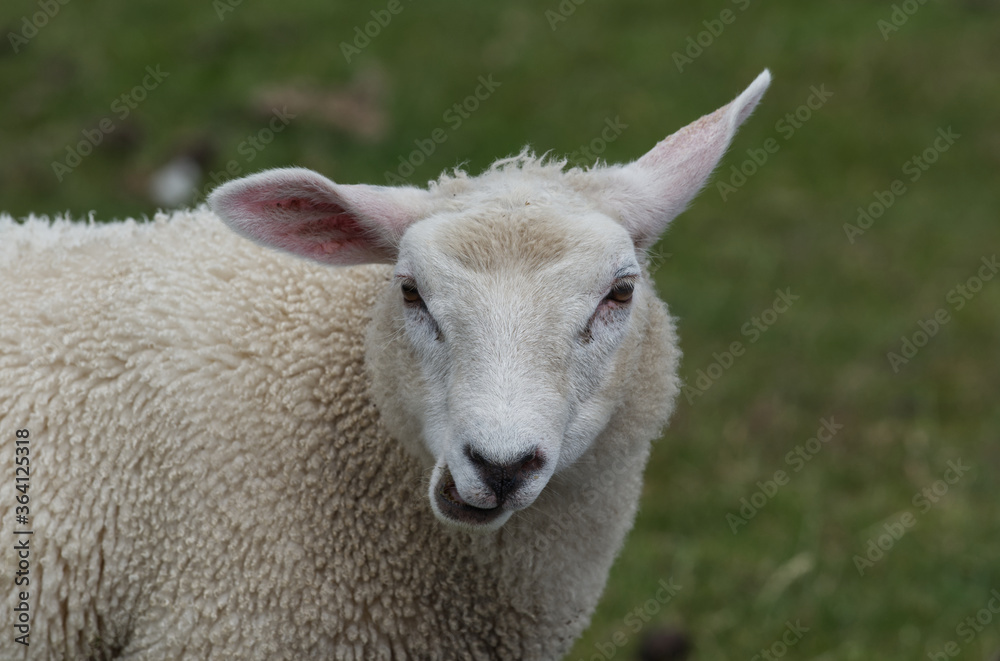 Junges Schaf kauend auf dem Deich