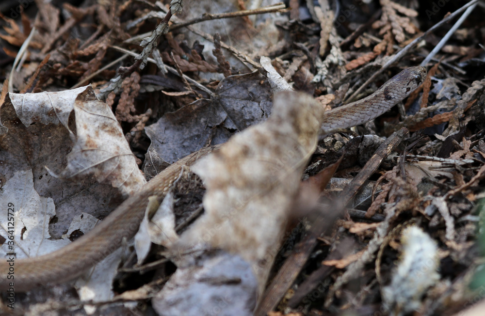 A Brown Snake (Storeria dekayi) slithering on the forest floor. Shot in Waterloo, Ontario, Canada. A Brown Snake (Storeria dekayi) slithering on the forest floor. Shot in Waterloo, Ontario, Canada.