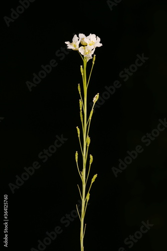 Horseradish (Armoracia rusticana). Inflorescence Detail Closeup