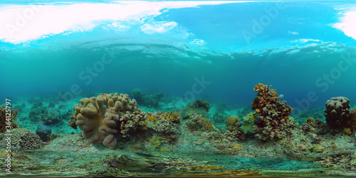 Fototapeta Naklejka Na Ścianę i Meble -  Coral reef and tropical fishes. The underwater world of the Philippines. VR 360 Foto.